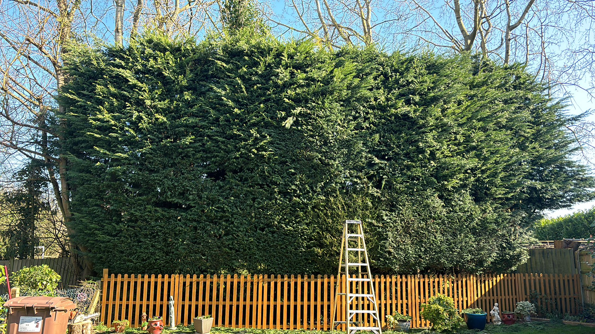 Large conifer hedge trimming and maintenance work with professional equipment